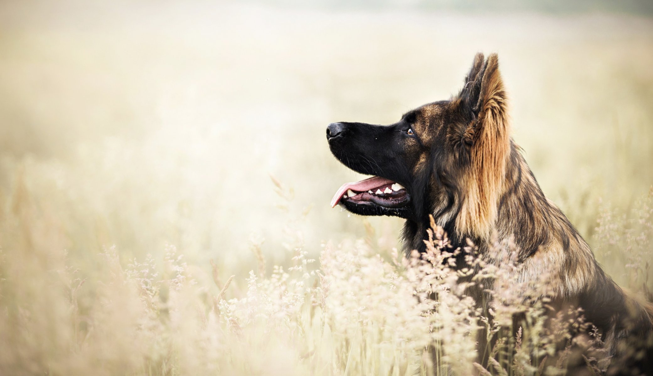Взыскание ущерба при укусе собаки в Намцах